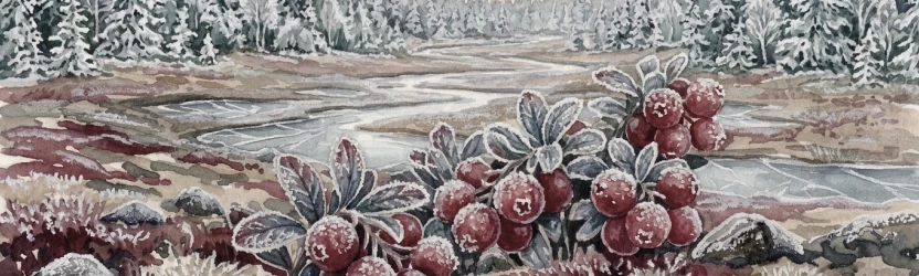 Первые морозы брусничной Сибири